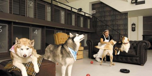 Бизнес план гостиницы для животных с расчётами в 2021 году – Biznesideas.ru